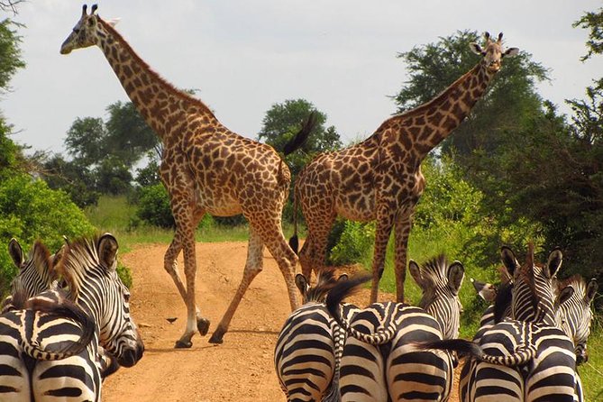 5 Day Mid Range Tanzania Safari - Included Amenities