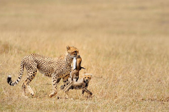 5 Day Serengeti, Tarangire, & Ngorongoro & Manyara Grass Root Safari. - Accommodation Options