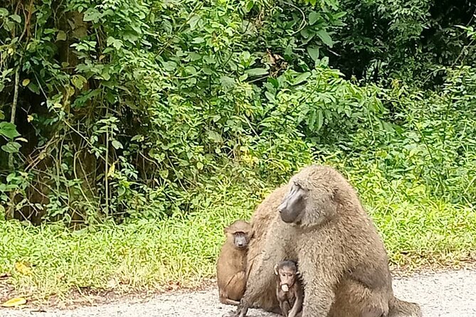 5 Days Best Wildlife Experience in Uganda - Pickup and Meeting