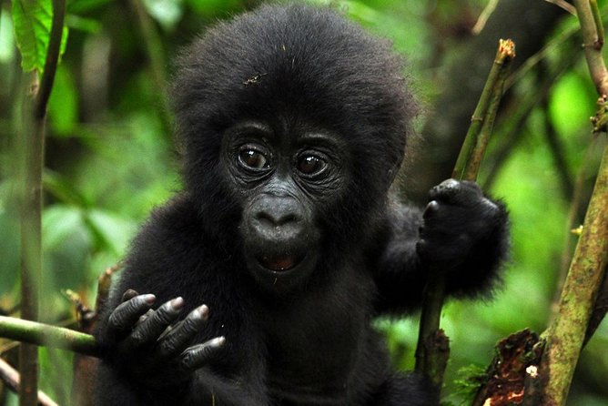 5 Days Gorilla & Wildlife Safari in Uganda - Itinerary and Activities