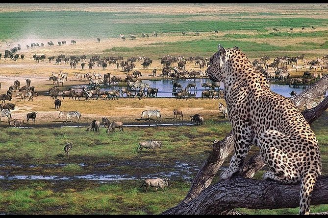 5 Days Tarangire, Serengeti, Ngorongoro & Manyara Mid-Range Camping Safari Tour - Accommodation and Camping