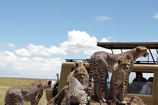 6 Day Group Camping Safari Tarangire Serengeti Ngorongoro Manyara - Itinerary and Inclusions