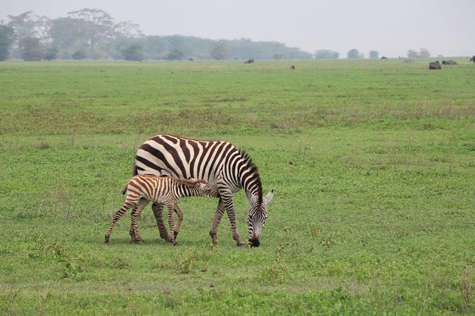 6 Days Joining Group Safari to Tarangire,Serengeti,Ngorongoro & Manyara Tanzania - Package Inclusions