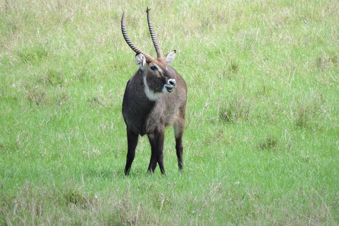 6 Days Masai Mara-Lake Nakuru & Amboseli Budget Safari - Inclusions