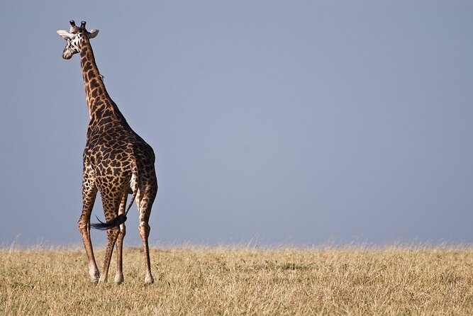 6 Days Tanzania Private Safari From Arusha - Tarangire National Park