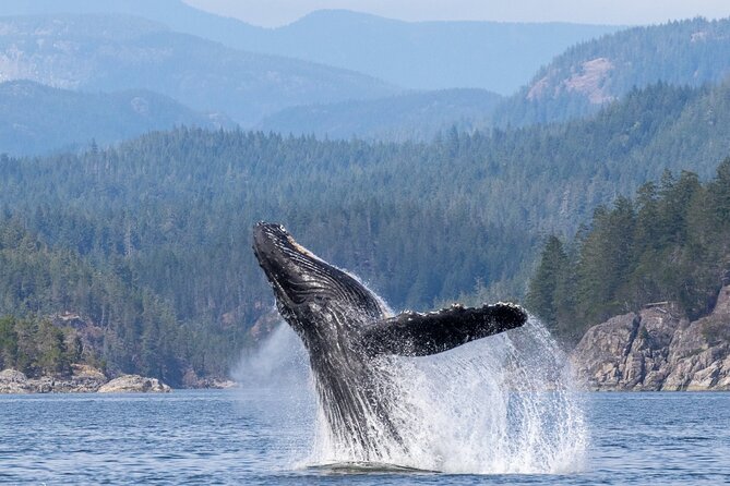 6 Hour Whale Watching Tour With Lunch Included - Pickup and Drop-off