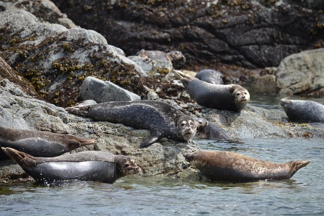 6 Hour Zodiac Whale Watching Tour - Wildlife Sightings