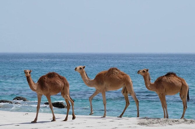 6 Hours Guided Salalah a Combination of East and West Tour - Pickup Information