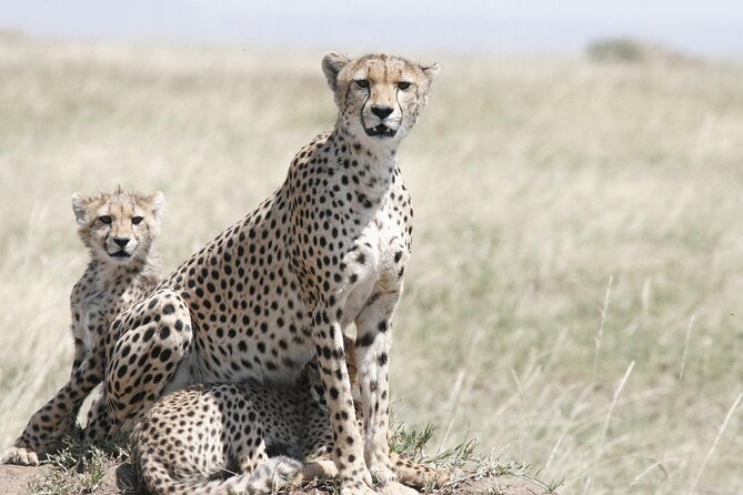 7-Day Magical Tanzania Safari -Premium High End Package - Roundtrip Airport Transfer