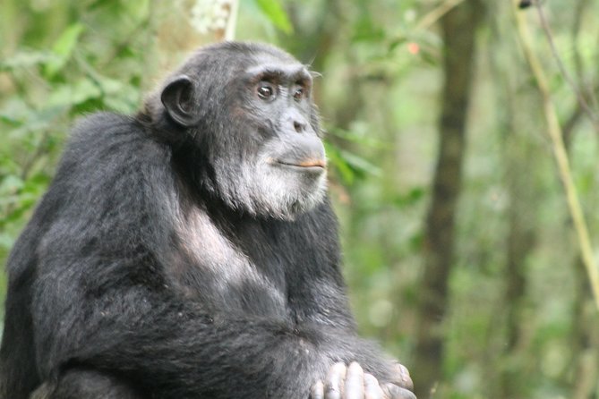 7-Day Murchison Falls, Chimps & Gorilla Trekking - Included Experiences