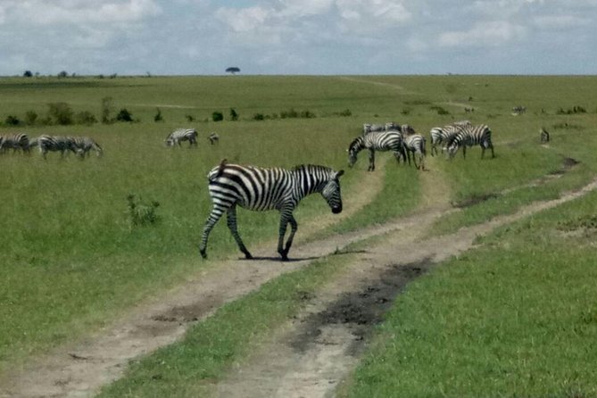 7 Days Maasai Mara - Lake Nakuru - Lake Naivasha - Amboseli Safari - Pickup and Meeting Details