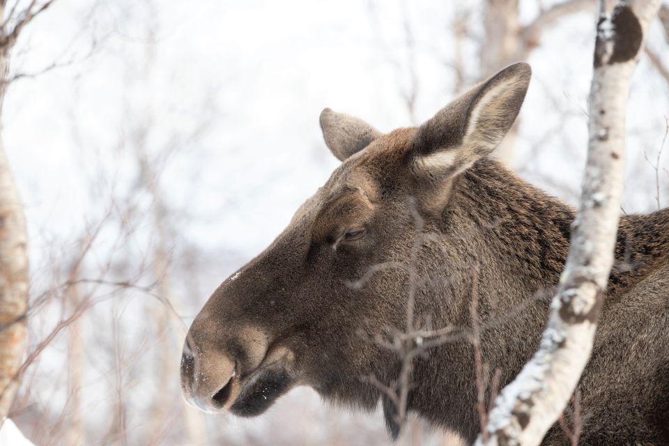 Abisko: Wilderness Snowshoe Hike - What to Expect