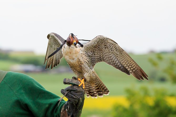 Abu Dhabi Falcon Hospital Tour - Pickup and Meeting Information