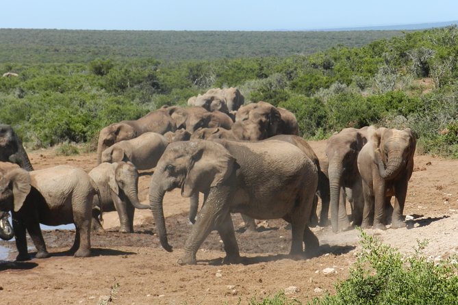 Addo Elephant 5 Hour Morning Safari. - Wildlife Observation Opportunities