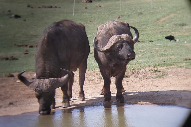 Addo Elephant National Park Full Day Safari - Included in the Tour