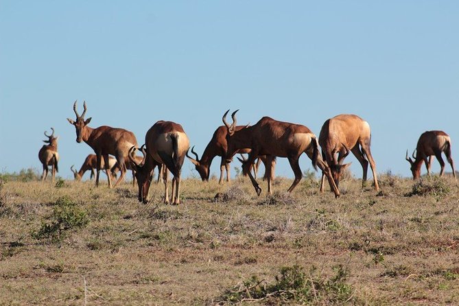 Addo Elephant National Park - HD01 - Observing the Majestic Elephants