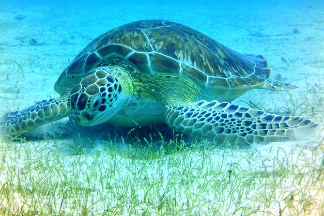 Afternoon Snorkeling Adventure in St Thomas - Excluded From the Tour