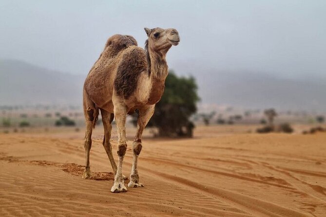 Agadir Jeep Safari Desert Day Trip Including Lunch - Lunch and Cuisine