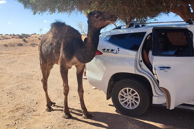 Agadir Small Desert Half Day Excursion With Lunch - Tour Towards Southern Direction