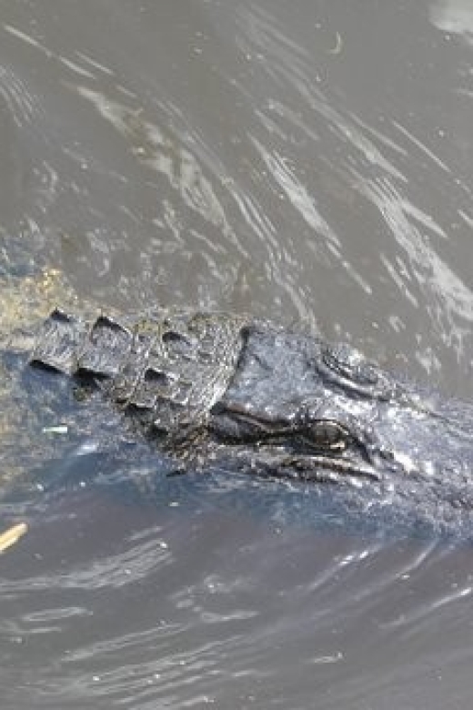 Airboat Tour of Louisiana Swamps - Inclusions and Exclusions