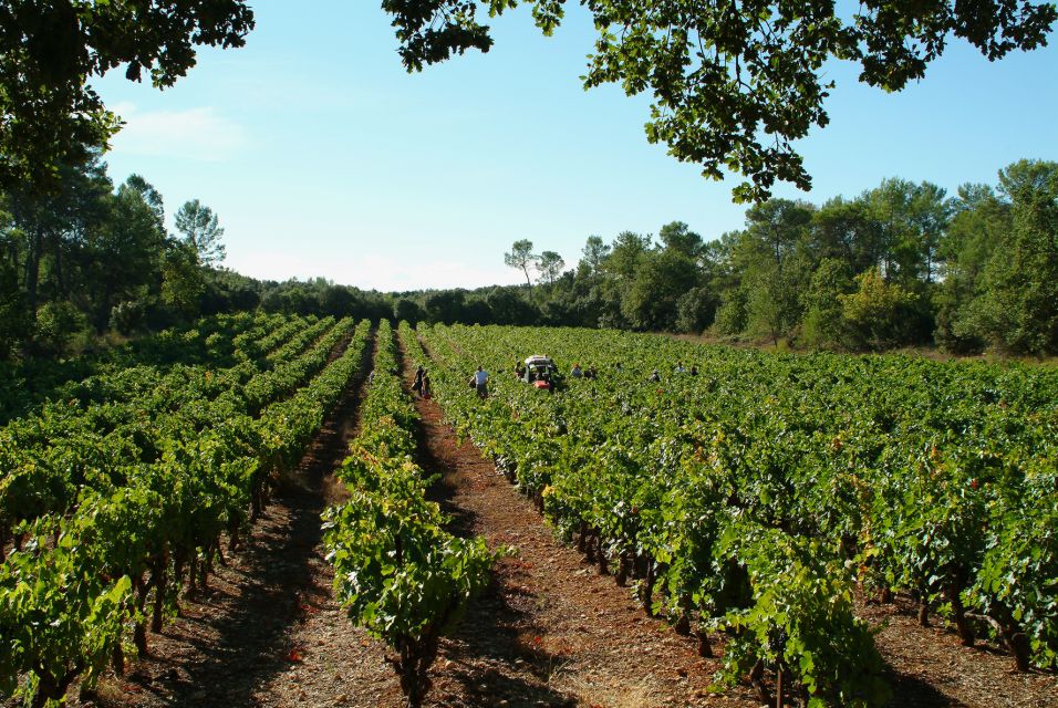 Aix-En-Provence: Half Day Wine Tour in Coteaux D'aix - Winemaking Process and Tastings