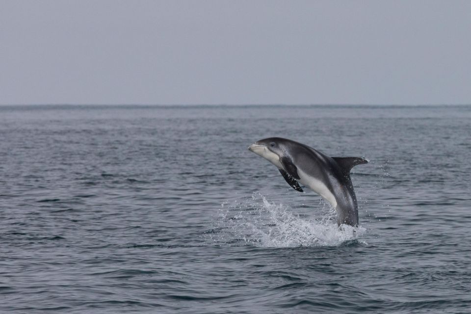 Akureyri: Guided Whale Watching Tour From the City Center - Transportation Amenities