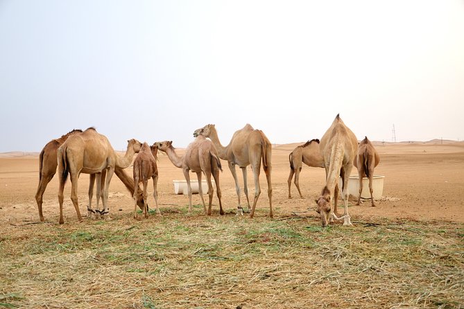 Al Ain Desert Safari With Buffet Dinner - Safari Inclusions and Amenities