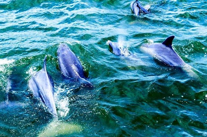 Alabama Gulf Coast Dolphin Cruise - Inclusions and Requirements