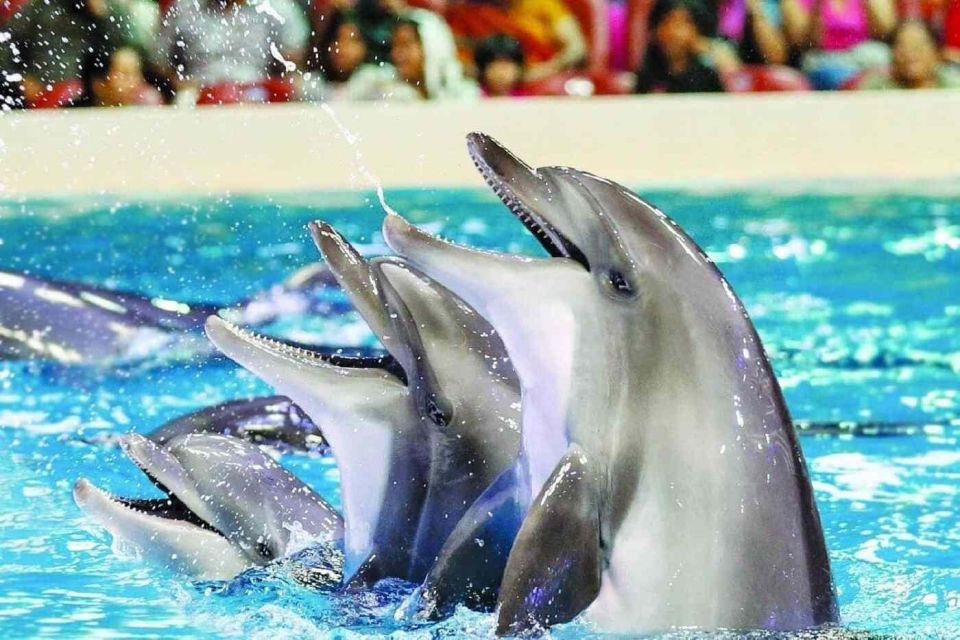 Alanya: Dolphin and Seal Show Ticket With Hotel Transfers - Activity Duration and Languages