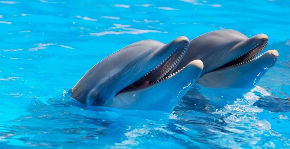 Alanya: Sealanya Dolphin Park Dolphin Show Tour - Dolphin Show Experience