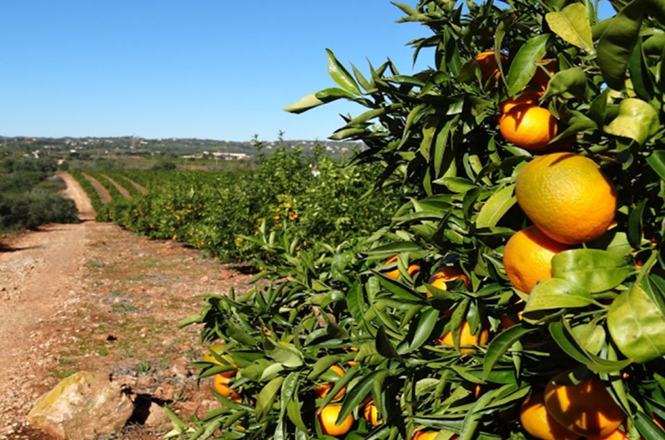 Albufeira: Full Day Safari Excursion in Algarve Mountains - Safari Adventure in Convertible Jeep