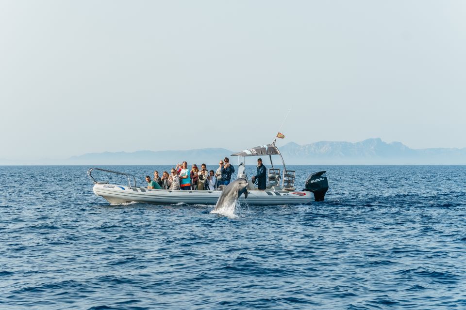 Alcudia/Can Picafort: Dolphin-Watching Cruise in Small Group - Experience Highlights