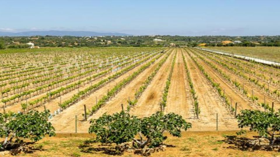 Algarves Classic Wine Tasting - Experience Highlights