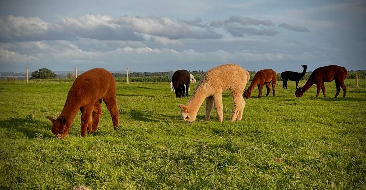 Alpaca Meet & Greet - Pricing and Booking Details