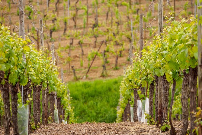 Alsaces Gems Small Group Day Tour From Colmar - Discover the Alsatian Wine Route