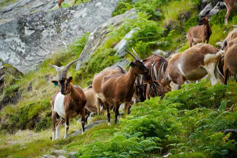 ALVÃO SHEPHERDS HIKE - Experience Highlights