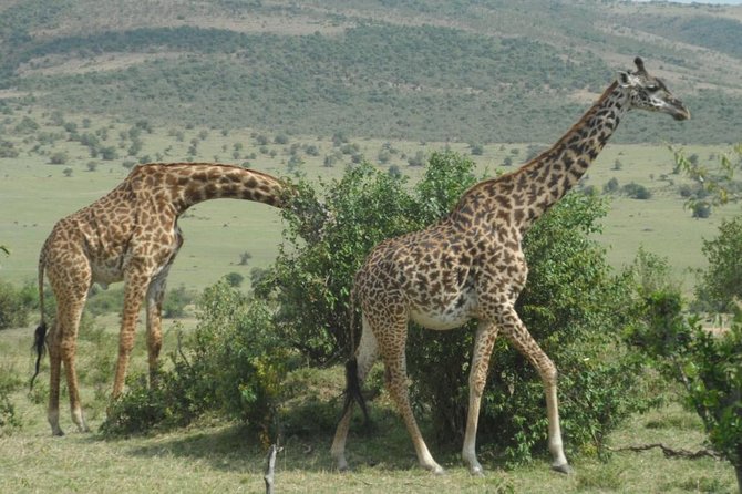 Amboseli National Park Day Tour From Nairobi - Photograph Mt. Kilimanjaro