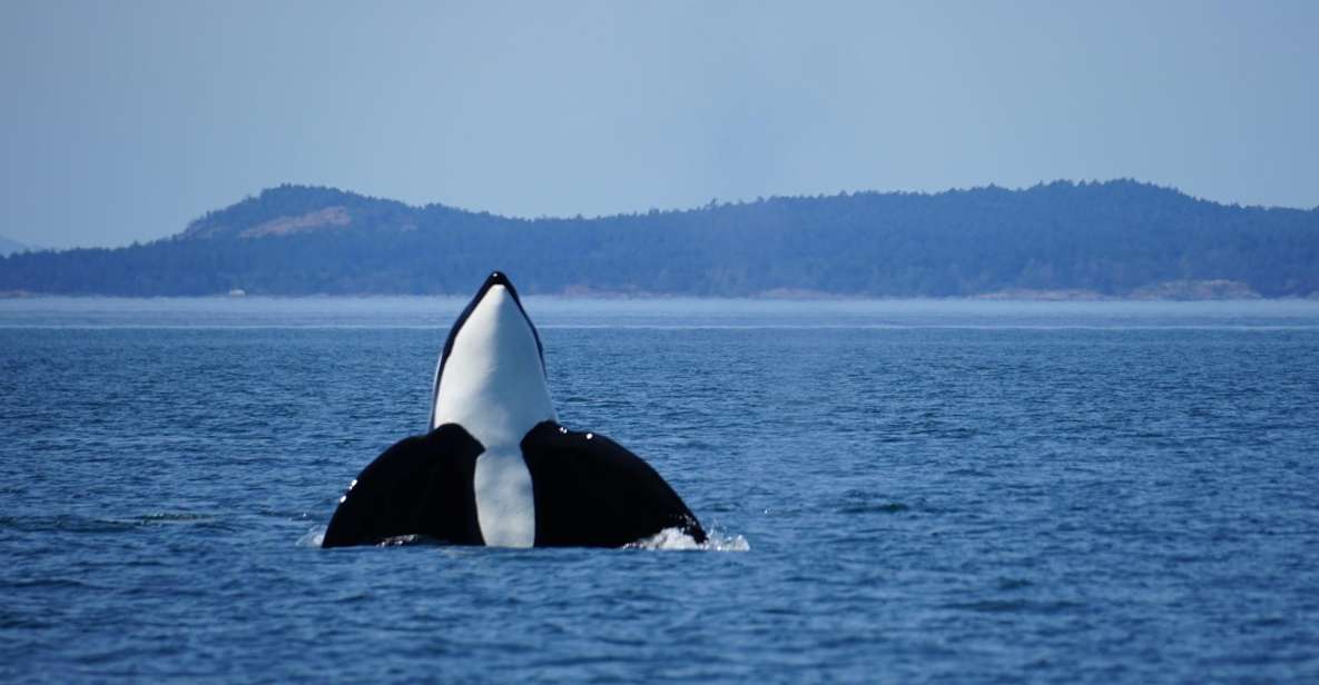 Anacortes: Orca Whales Guaranteed Boat Tour Near Seattle - High-Speed Vessel Adventure