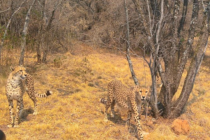 Ann Van Dyk Cheetah Centre Tour From Johannesburg or Pretoria - Visitor Experience and Reviews