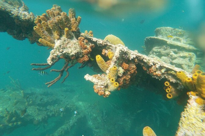 Antilla Shipwreck Seabob Tour - Marine Life Thriving at the Wreck