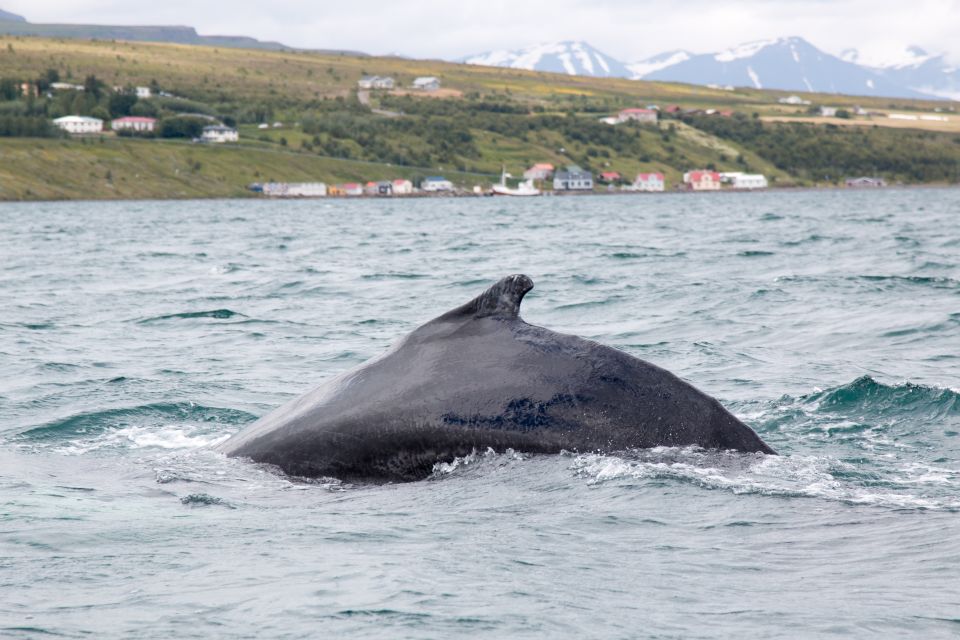 Árskógssandur: Whale-Watching Boat Trip - Highlights of the Boat Excursion