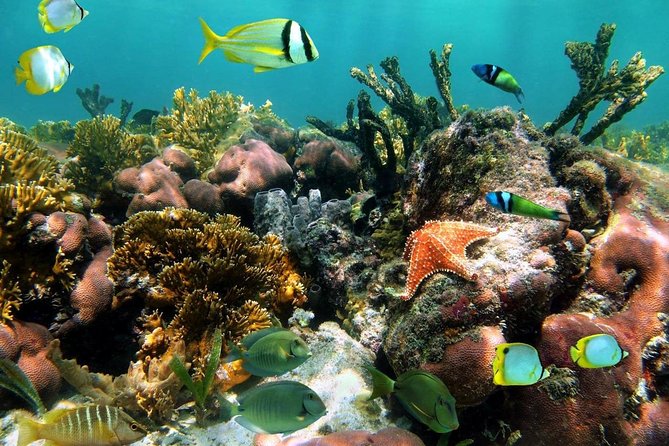 Aruba Snorkeling Tour: Mangel Halto and Baby Beach - Maximum Tour Participants and Safety