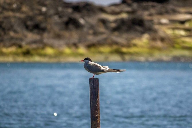 Azores Marine Birdwatching Expedition - Gear and Equipment Provided