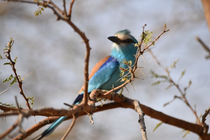 Bandia Park Safari (Minimum 2 Participants) - Inclusions and Comfort