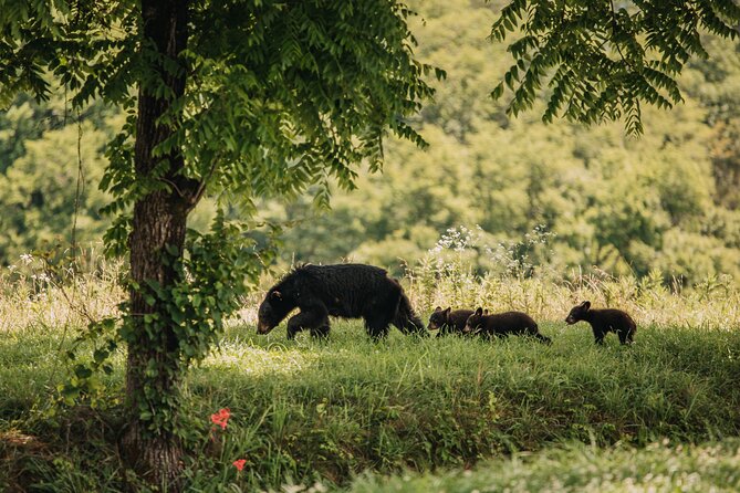 Banff Highlights & Wildlife | Award-Winning Small Group Adventure - Inclusions