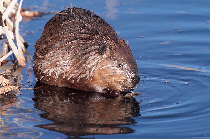 Banff Wildlife | Big Canoe Tour - Meeting and Pickup