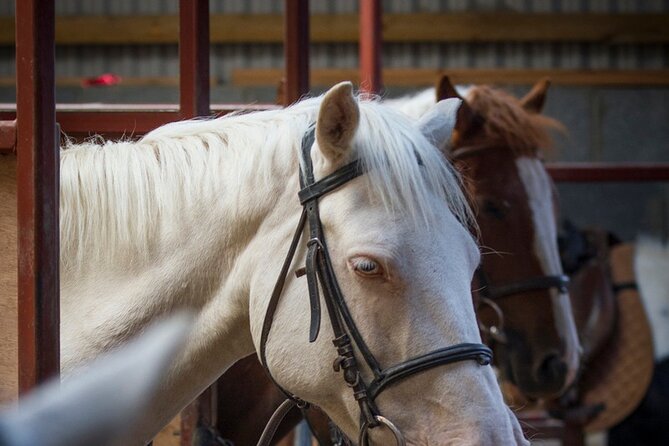 Beach & Countryside Horse Riding Outside Westport. Guided. 1 Hour - Location Details