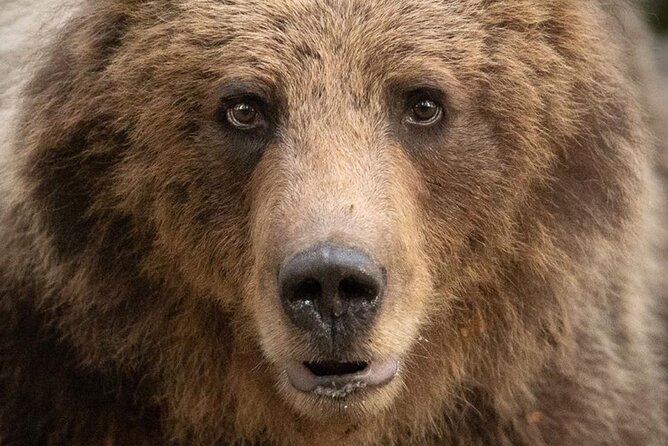 Bearwatching Hiking Day Tour in High Tatras From Poprad - Tour Inclusions