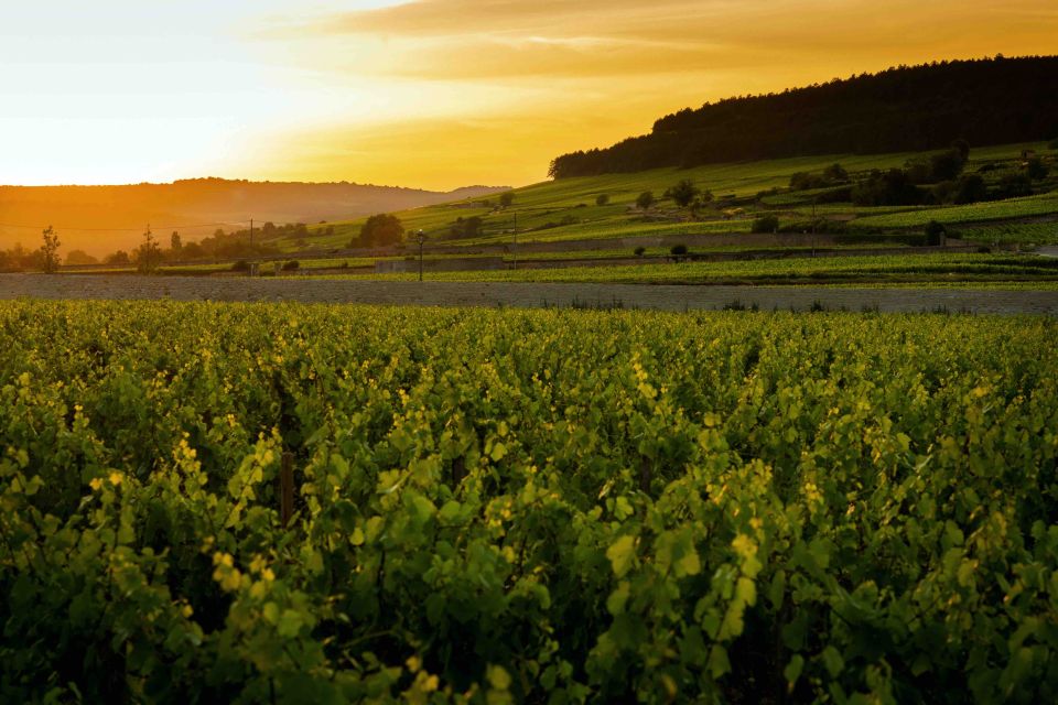 Beaune: Wine Tasting at Château De Pommard - Highlights of the Wine Tasting