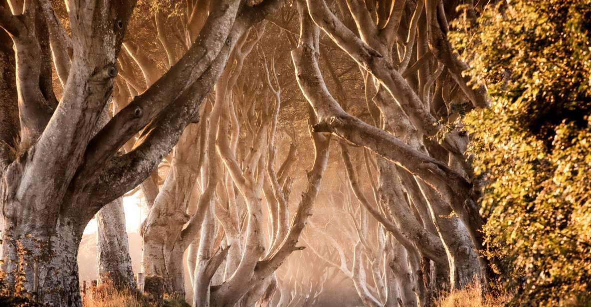 Belfast: Causeway + Game of Thrones Tour + 1-Day City Tour - Carrick-a-Rede Rope Bridge and Dark Hedges